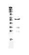 Programmed Cell Death 4 antibody, PA5-79793, Invitrogen Antibodies, Western Blot image 