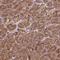 Small G Protein Signaling Modulator 3 antibody, NBP2-13304, Novus Biologicals, Immunohistochemistry frozen image 