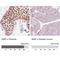 IKBKB Interacting Protein antibody, NBP2-56525, Novus Biologicals, Immunohistochemistry paraffin image 