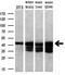 Protein Kinase CAMP-Dependent Type I Regulatory Subunit Alpha antibody, M00699, Boster Biological Technology, Western Blot image 