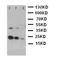 KIT Ligand antibody, LS-C312725, Lifespan Biosciences, Western Blot image 