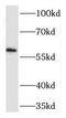 TEA Domain Transcription Factor 2 antibody, FNab08582, FineTest, Western Blot image 
