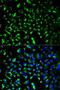 Prohibitin antibody, LS-C330780, Lifespan Biosciences, Immunofluorescence image 