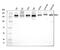 Drosha Ribonuclease III antibody, A00111-4, Boster Biological Technology, Western Blot image 