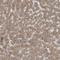 Complement C9 antibody, HPA029577, Atlas Antibodies, Immunohistochemistry frozen image 