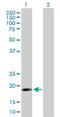 Interferon Alpha 16 antibody, H00003449-B01P, Novus Biologicals, Western Blot image 