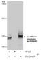 Cadherin 1 antibody, GTX130427, GeneTex, Immunoprecipitation image 