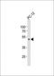 Kelch Like Family Member 36 antibody, orb1522, Biorbyt, Western Blot image 