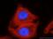 Beta-Actin antibody, 60008-1-Ig, Proteintech Group, Immunofluorescence image 