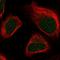 Mtr4 Exosome RNA Helicase antibody, HPA037379, Atlas Antibodies, Immunofluorescence image 