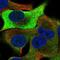 Tribbles homolog 1 antibody, NBP2-56559, Novus Biologicals, Immunofluorescence image 