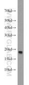 NADH:Ubiquinone Oxidoreductase Subunit A12 antibody, 15793-1-AP, Proteintech Group, Western Blot image 