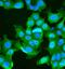 C-X-C Motif Chemokine Receptor 1 antibody, MA1-206, Invitrogen Antibodies, Immunofluorescence image 