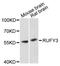 RUN And FYVE Domain Containing 3 antibody, A12896, ABclonal Technology, Western Blot image 