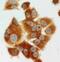 Mitogen-Activated Protein Kinase Kinase 1 antibody, PA1376, Boster Biological Technology, Immunocytochemistry image 