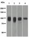 Activated Leukocyte Cell Adhesion Molecule antibody, ab109215, Abcam, Western Blot image 