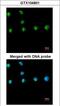 COUP transcription factor 1 antibody, LS-B11902, Lifespan Biosciences, Immunocytochemistry image 