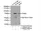 Gamma-Aminobutyric Acid Type A Receptor Alpha4 Subunit antibody, 12979-1-AP, Proteintech Group, Immunoprecipitation image 