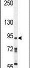 KRI1 Homolog antibody, PA5-23746, Invitrogen Antibodies, Western Blot image 