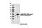 Adhesion Regulating Molecule 1 antibody, 8549S, Cell Signaling Technology, Western Blot image 