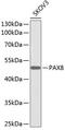 G Protein Subunit Gamma 7 antibody, A10690, Boster Biological Technology, Western Blot image 