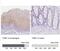 Transglutaminase 1 antibody, NBP2-34062, Novus Biologicals, Immunohistochemistry paraffin image 