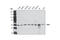 Cell Division Cycle 7 antibody, 3603S, Cell Signaling Technology, Western Blot image 