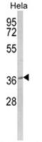 MOSC domain-containing protein 2, mitochondrial antibody, AP18118PU-N, Origene, Western Blot image 