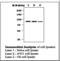 Ribosomal Protein S6 Kinase A1 antibody, LS-C62037, Lifespan Biosciences, Western Blot image 