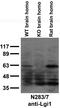 Leucine-rich glioma-inactivated protein 1 antibody, 73-307, Antibodies Incorporated, Western Blot image 
