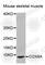 Cytochrome C Oxidase Subunit 8A antibody, A3290, ABclonal Technology, Western Blot image 