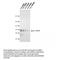 Apolipoprotein E antibody, MBS375012, MyBioSource, Western Blot image 