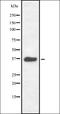 RAD51 Recombinase antibody, orb337012, Biorbyt, Western Blot image 
