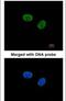 RecQ Like Helicase antibody, PA5-27100, Invitrogen Antibodies, Immunofluorescence image 