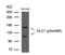 DLC1 Rho GTPase Activating Protein antibody, PA5-67502, Invitrogen Antibodies, Western Blot image 