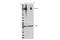 Integrin Subunit Beta 2 antibody, 73663S, Cell Signaling Technology, Western Blot image 