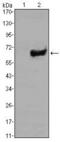 SRY-Box 2 antibody, MA5-15734, Invitrogen Antibodies, Western Blot image 