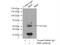 Protein Tyrosine Kinase 6 antibody, 18697-1-AP, Proteintech Group, Immunoprecipitation image 