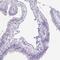 Olfactory Receptor Family 5 Subfamily J Member 2 antibody, PA5-63731, Invitrogen Antibodies, Immunohistochemistry paraffin image 
