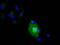 Interleukin 36 Alpha antibody, MA5-25185, Invitrogen Antibodies, Immunocytochemistry image 