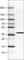 DNA excision repair protein ERCC-1 antibody, AMAb90872, Atlas Antibodies, Western Blot image 