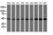 Autophagy Related 3 antibody, M01768-2, Boster Biological Technology, Western Blot image 