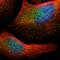 Macrophage Stimulating 1 Receptor antibody, HPA008180, Atlas Antibodies, Immunocytochemistry image 