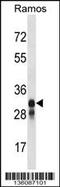 HLA class II histocompatibility antigen, DM beta chain antibody, 58-561, ProSci, Western Blot image 