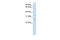 Transmembrane Protein 126B antibody, GTX46090, GeneTex, Western Blot image 