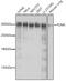 Filamin A antibody, 16-580, ProSci, Western Blot image 