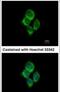 Solute Carrier Family 22 Member 18 Antisense antibody, PA5-31339, Invitrogen Antibodies, Immunofluorescence image 