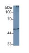 Proteasome 26S Subunit, ATPase 2 antibody, LS-C296082, Lifespan Biosciences, Western Blot image 