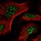 Proteasome Maturation Protein antibody, PA5-55478, Invitrogen Antibodies, Immunofluorescence image 