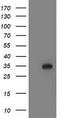 Lactamase Beta 2 antibody, TA502581, Origene, Western Blot image 